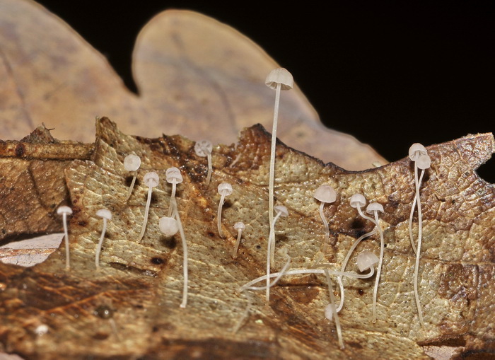 Mycena smithiana e dintorni....?